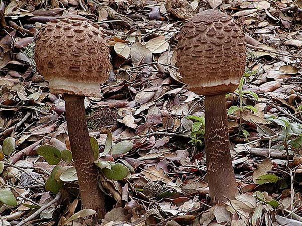 Entrambe Macrolepiota fuliginose?